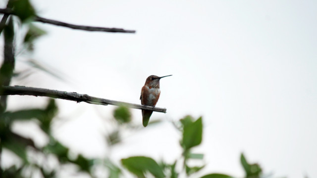 Alas en la ciudad: Recorrido gratuito para observar aves migratorias en CDMX