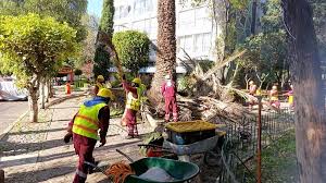 Tlatelolco se renueva: Sedema reemplaza palmeras por árboles nativos para recuperar su verde urbano