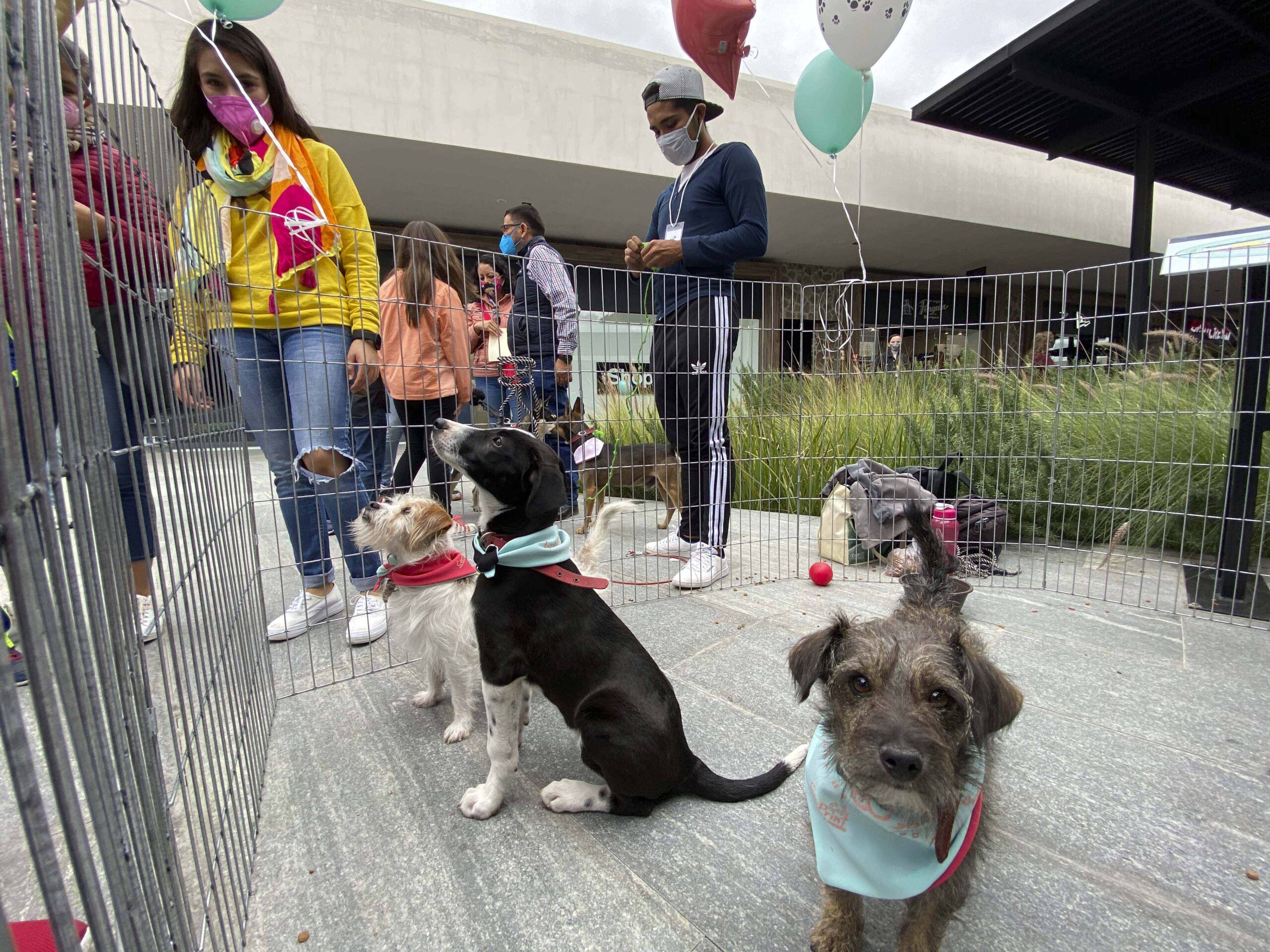 Gobierno capitalino presenta la Utopía Canina y refuerza su estrategia de protección animal