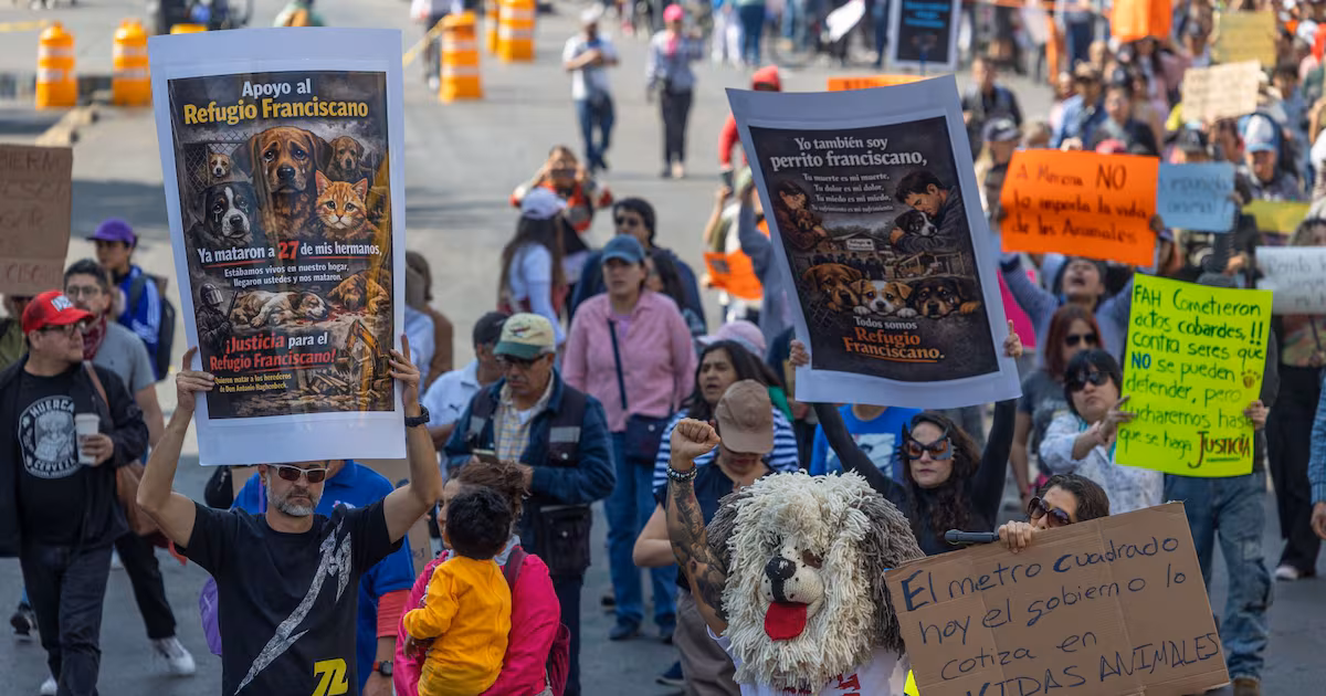 Rescatistas alzan la voz en CDMX por cateo al Refugio Franciscano y retiro masivo de animales
