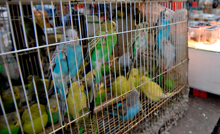 Autoridades deberán informar avances para erradicar venta de animales vivos en Mercado Sonora