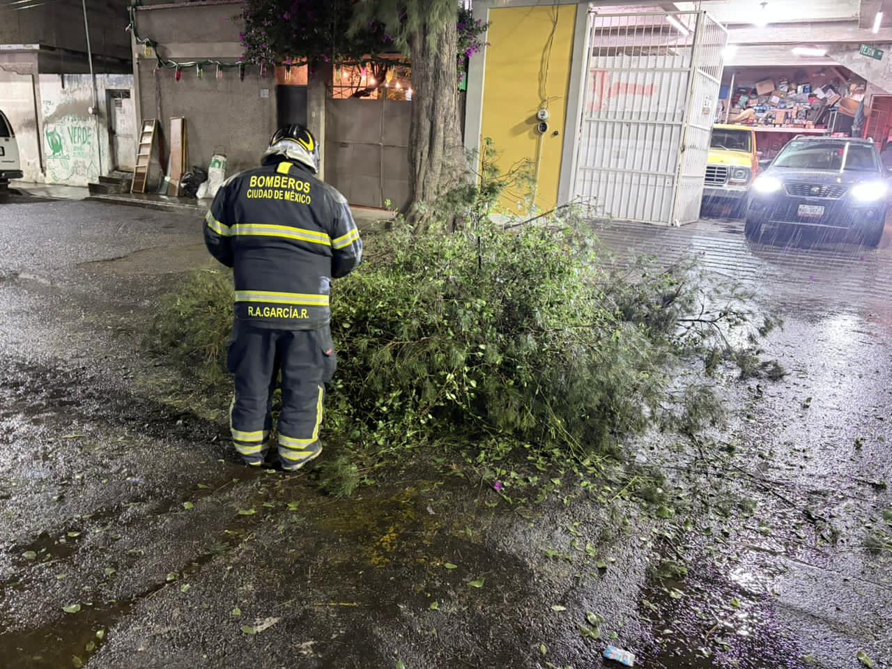 Árboles colapsan por lluvias en 16 alcaldías de CDMX; activan respuesta de Protección Civil
